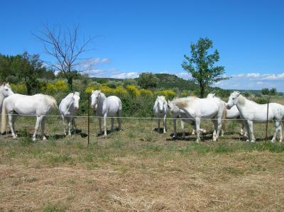 DOMAINE EQUESTRE DE MARUEJOLS